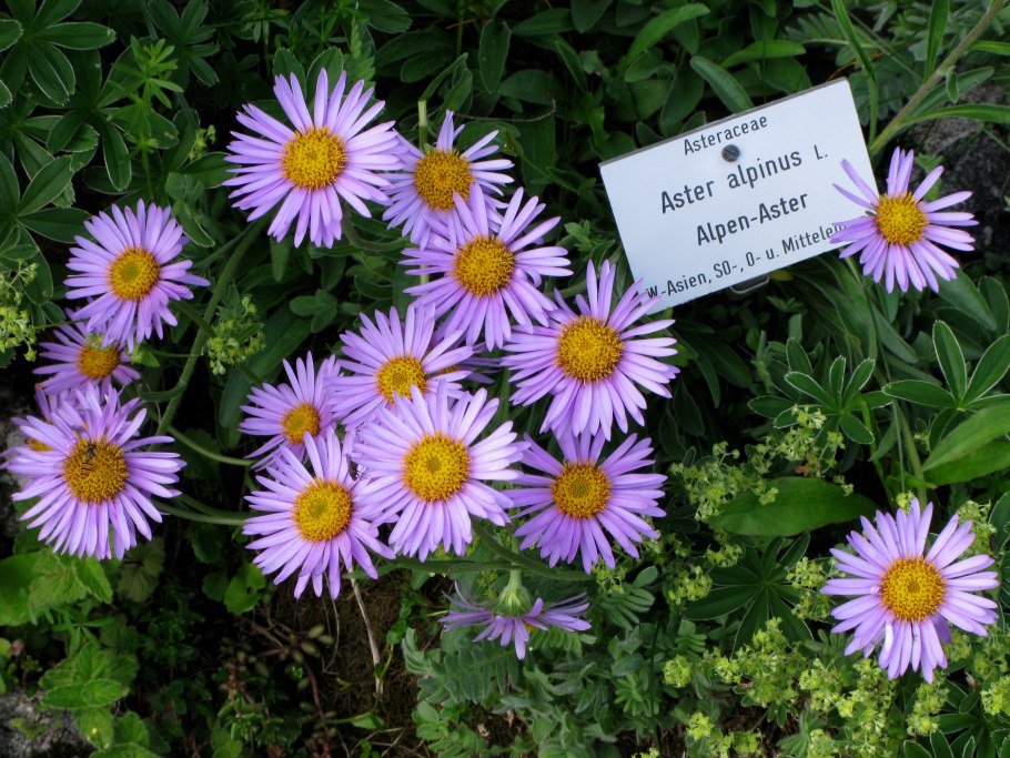 Астра Альпийская (Aster Alpinus Blue