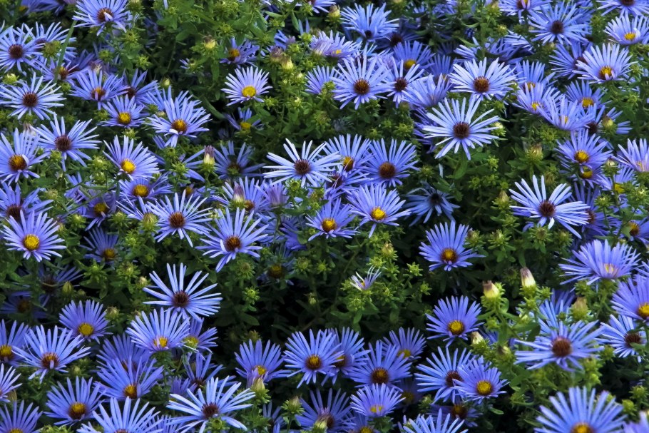 Астра новобельгийская Азов