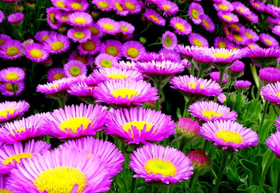 Астра Альпийская Блю