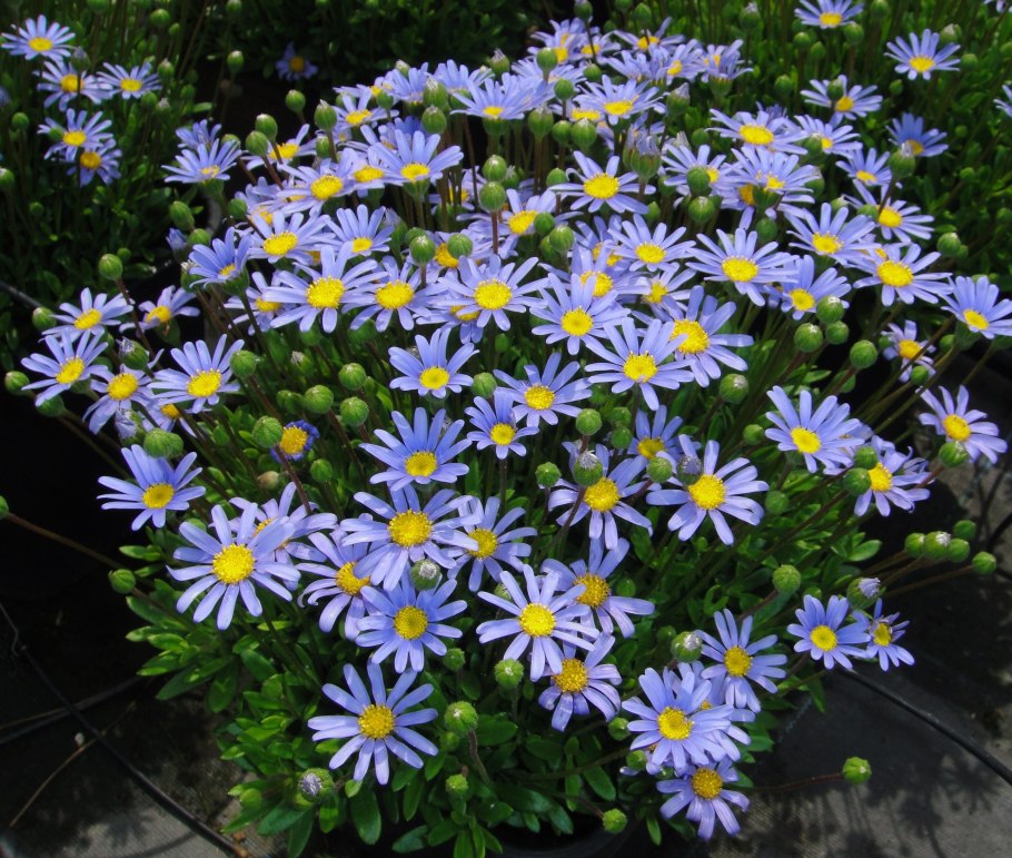 Астра леди ин Блу многолетняя