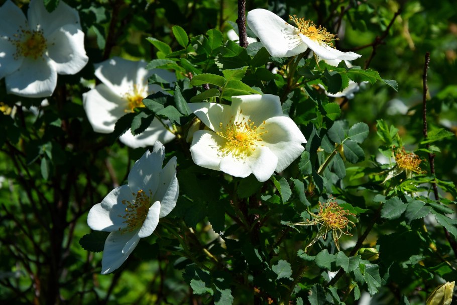 Шиповник Дикая роза ругоза