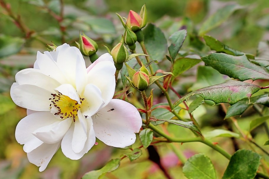 Rosa rubiginosa