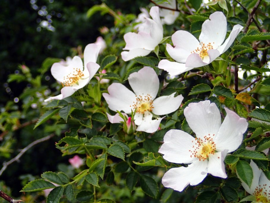 Шиповник Столистный