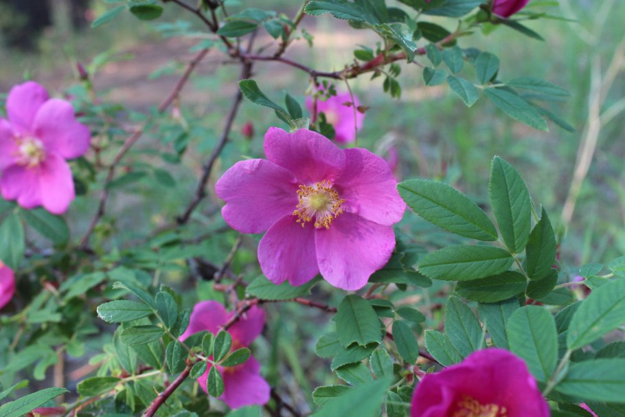 Rosa rubiginosa