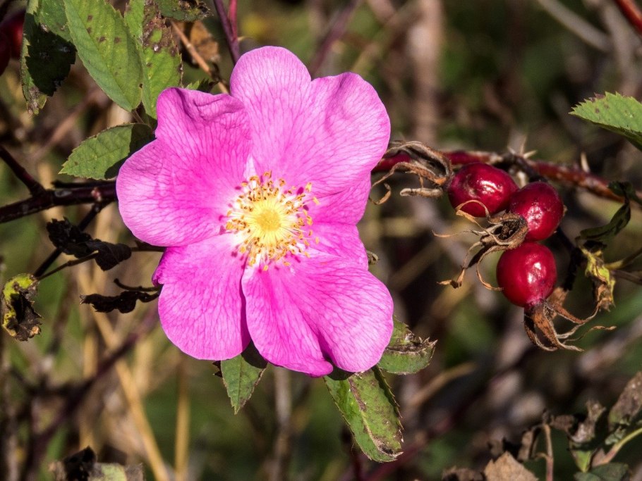 Шиповник Бриджеса ( Rosa bridgesii )