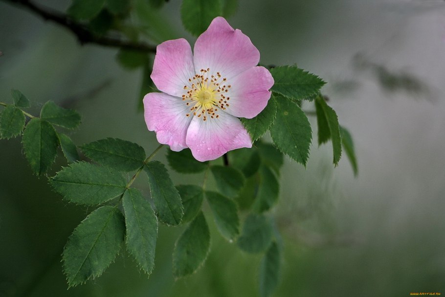 Роза ругоза канина