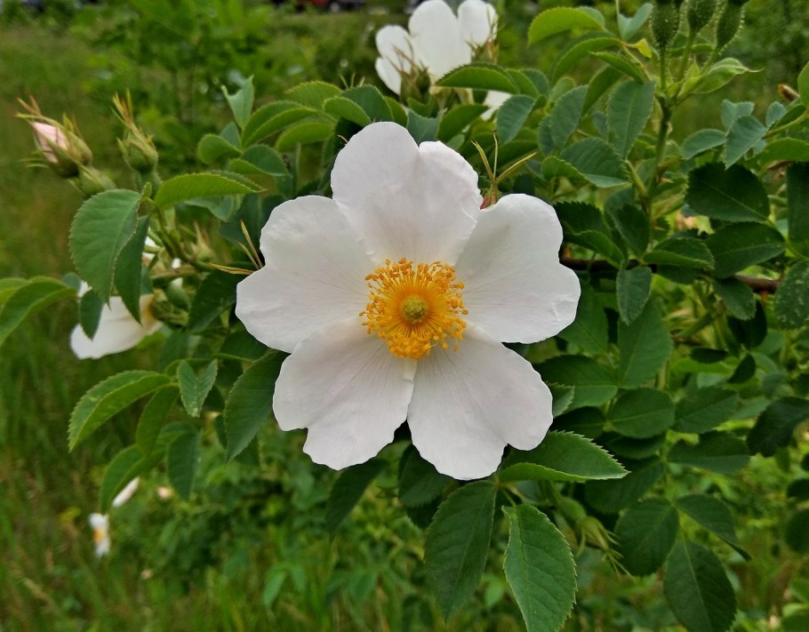 Роза шиповник