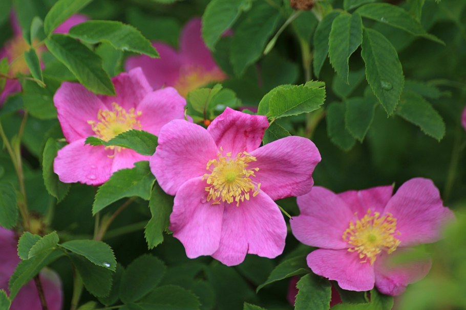 Свобориное дерево (шиповник)