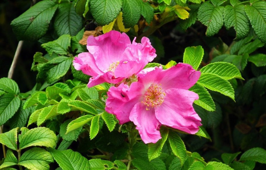 Дикая роза шиповник куст