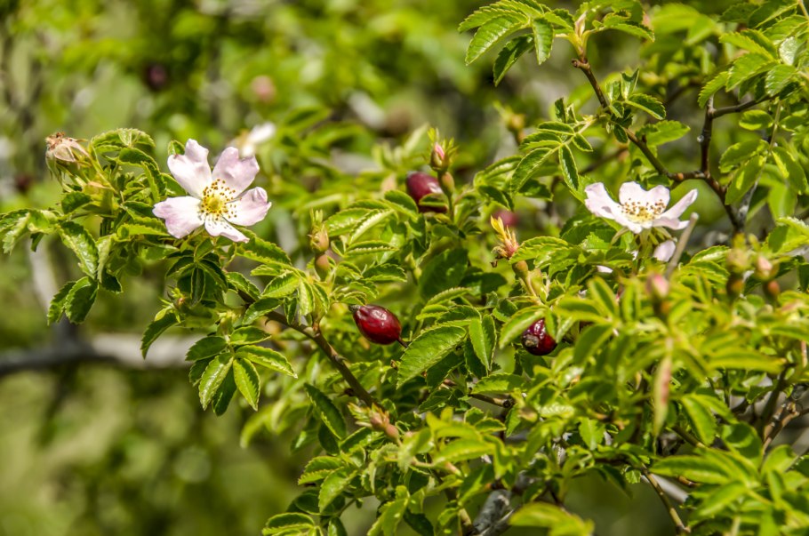 Шиповник Федченко