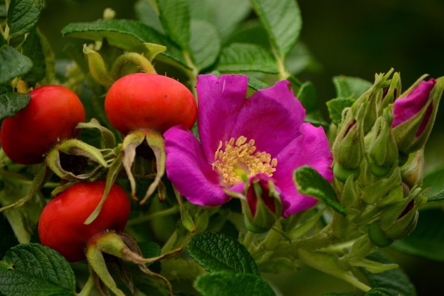 Роза морщинистая Rosa rugosa