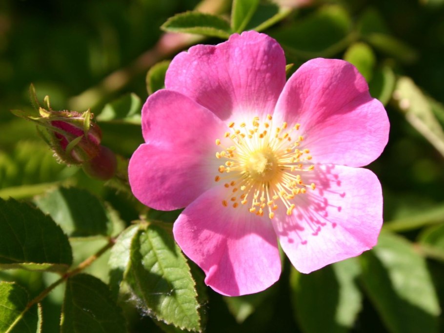 Роза Canina Rosa махровые