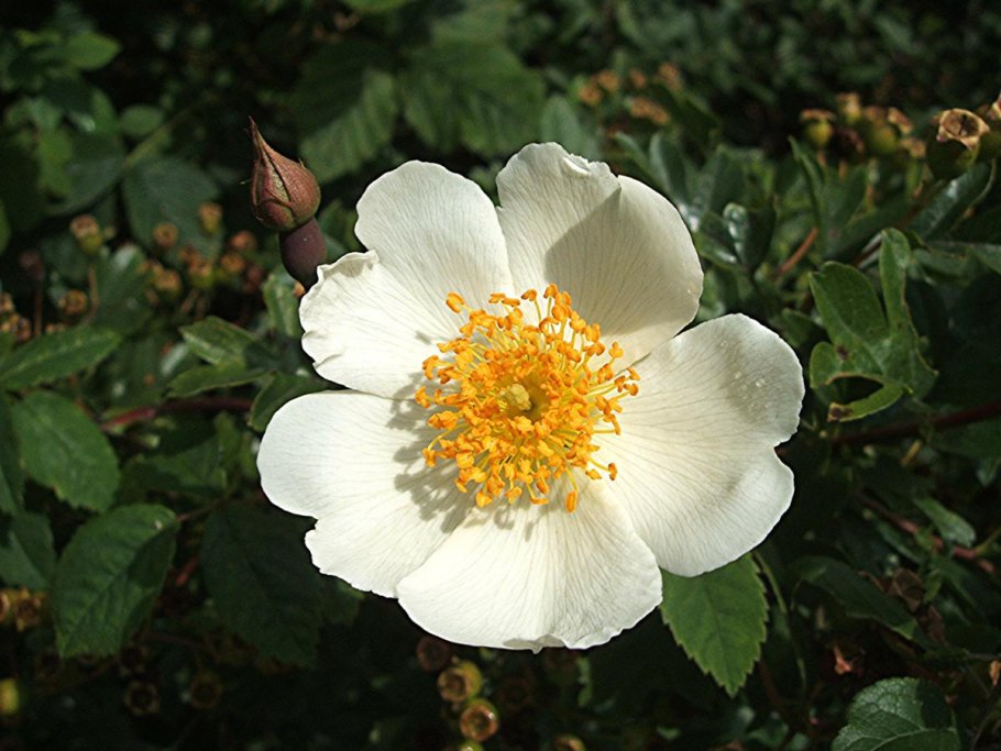 Роза ругоза канина