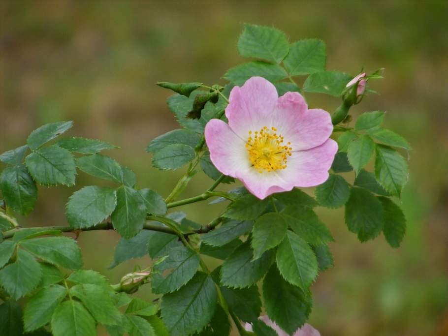 Шиповник Донецкий
