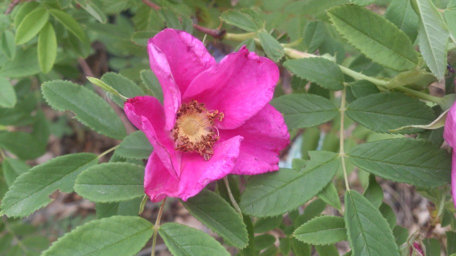 Шиповник Альпийский (Rosa Alpina)