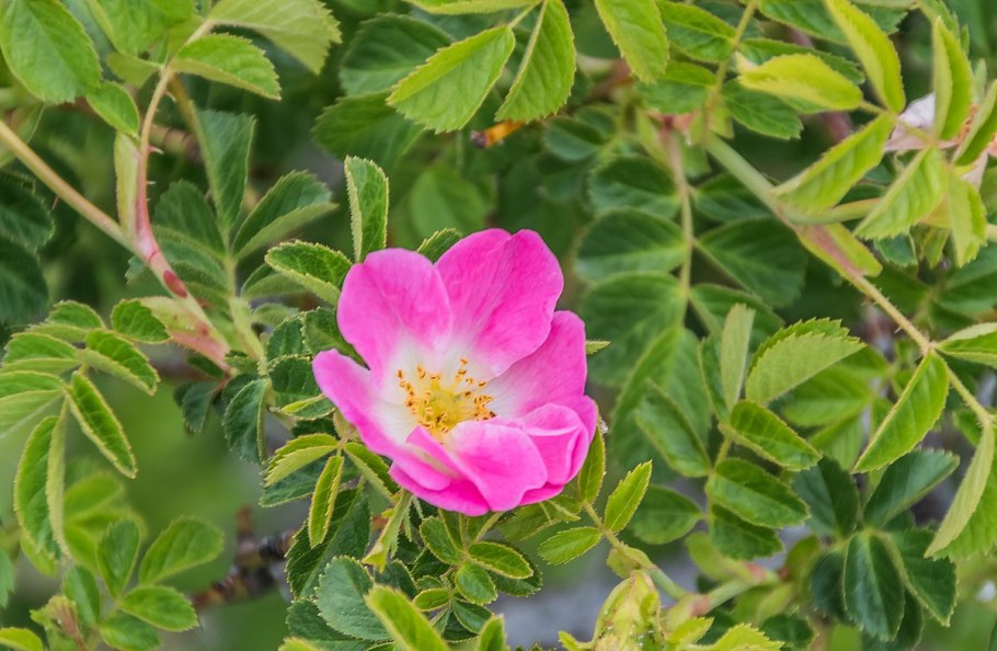 Шиповник Дикая роза