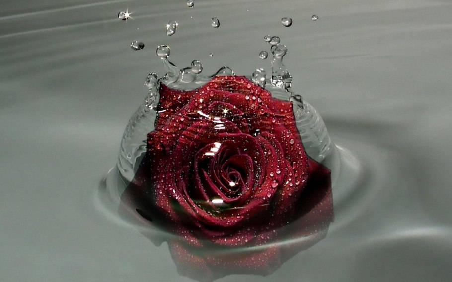 Синяя роза с каплями