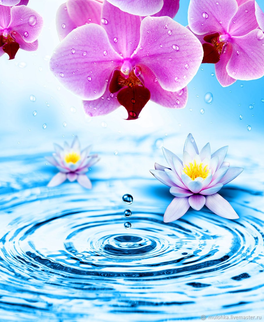 Орхидея и Лотос