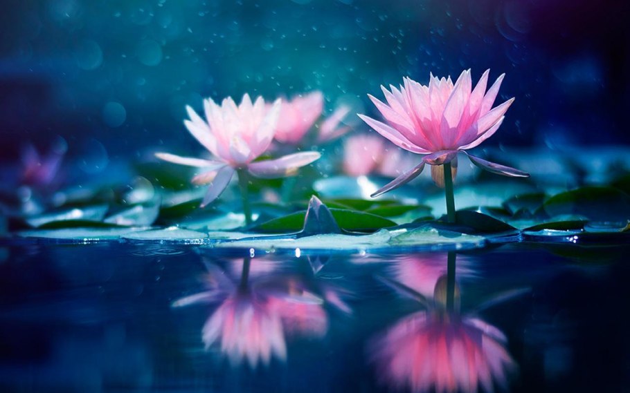 Цветы в отражении