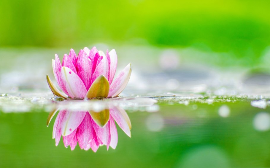 Цветы на фоне воды