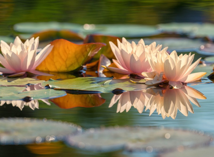 Озеро с кувшинками нимфея в Питере