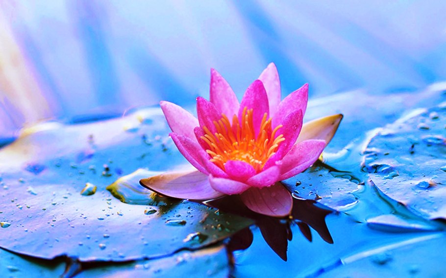 Нежный Лотос