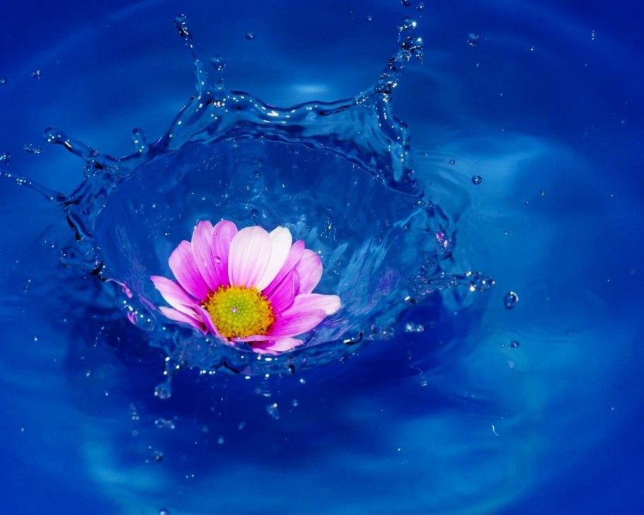 Цветы на воде