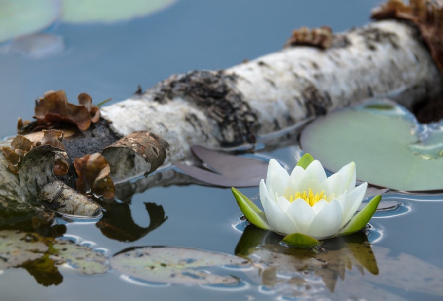 Цветы у озера