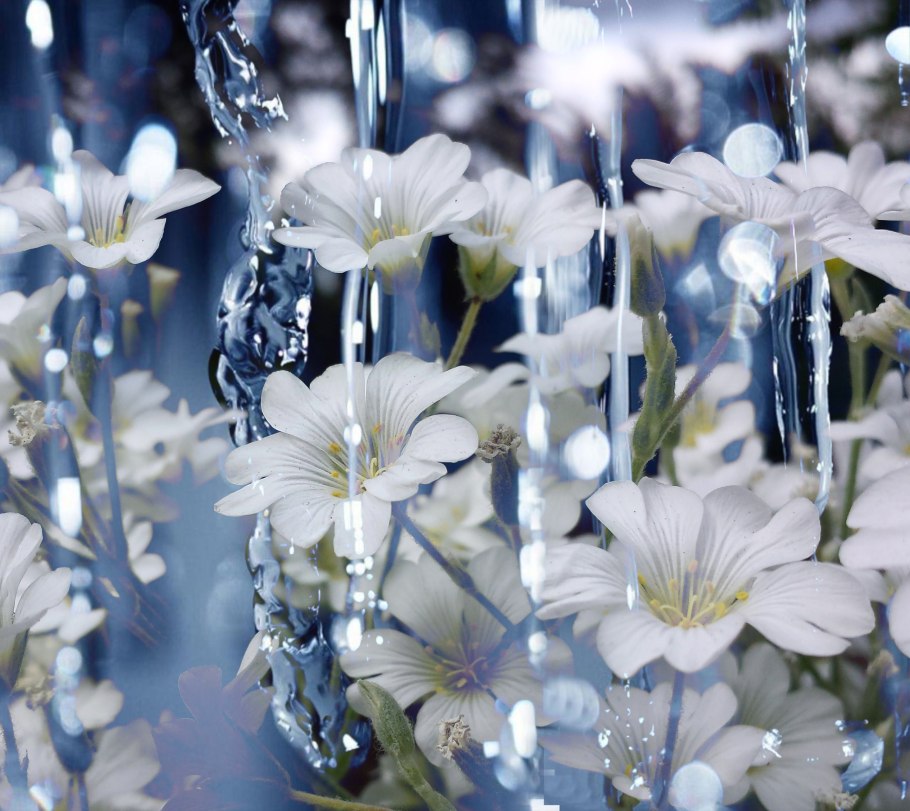 Цветы на фоне воды