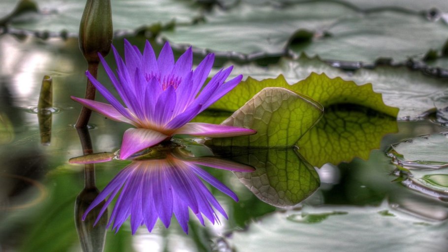 Цветы отражение в воде