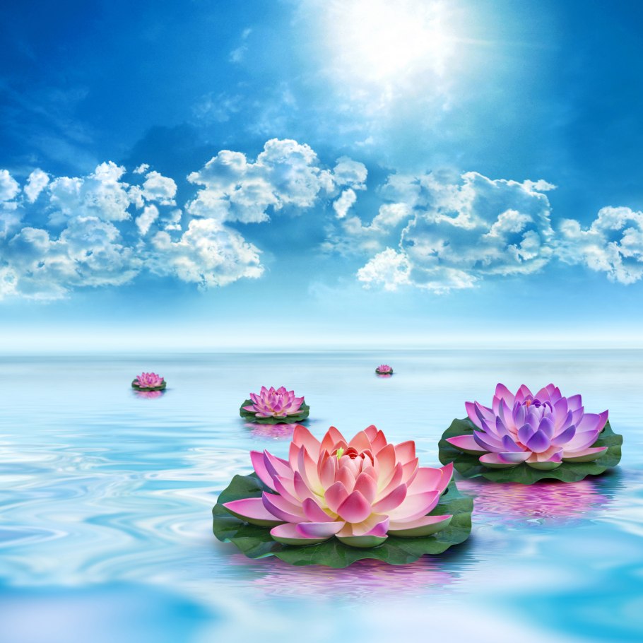 Цветы на фоне воды