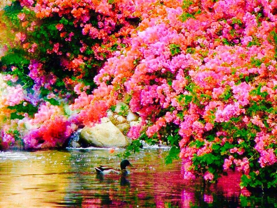 Сад с цветами