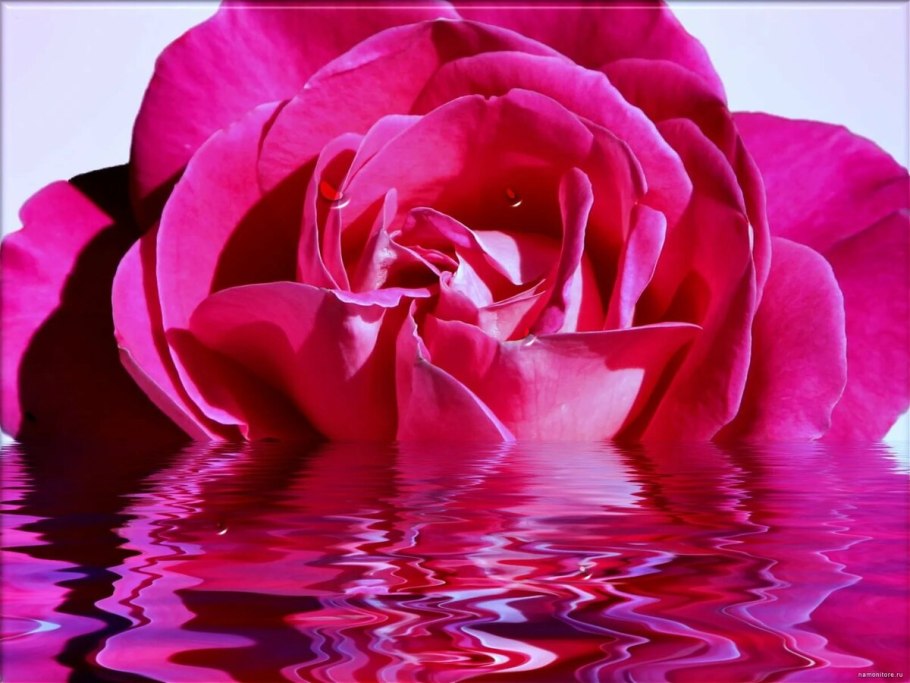 Розы в воде