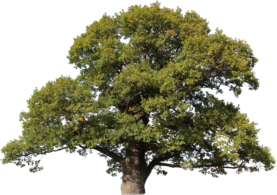 Дуб дерево