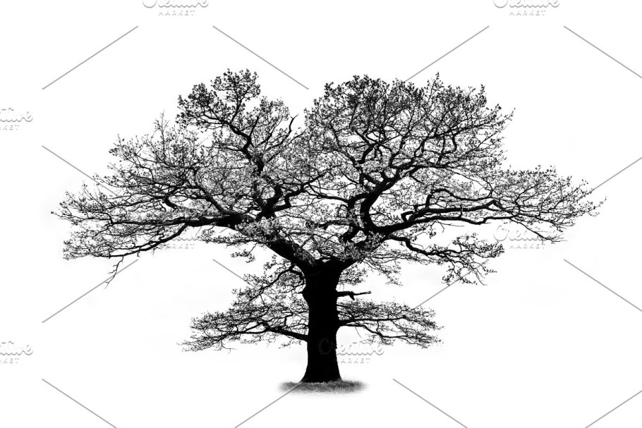 Обычное дерево на белом фоне