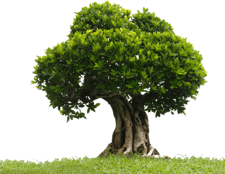 Древесина дуба на прозрачном фоне