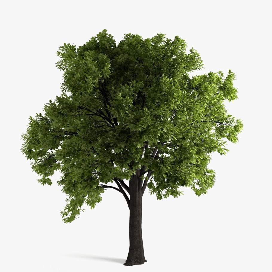 Дерево на белом фоне