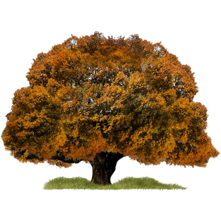 Дубовая ветка на прозрачном фоне