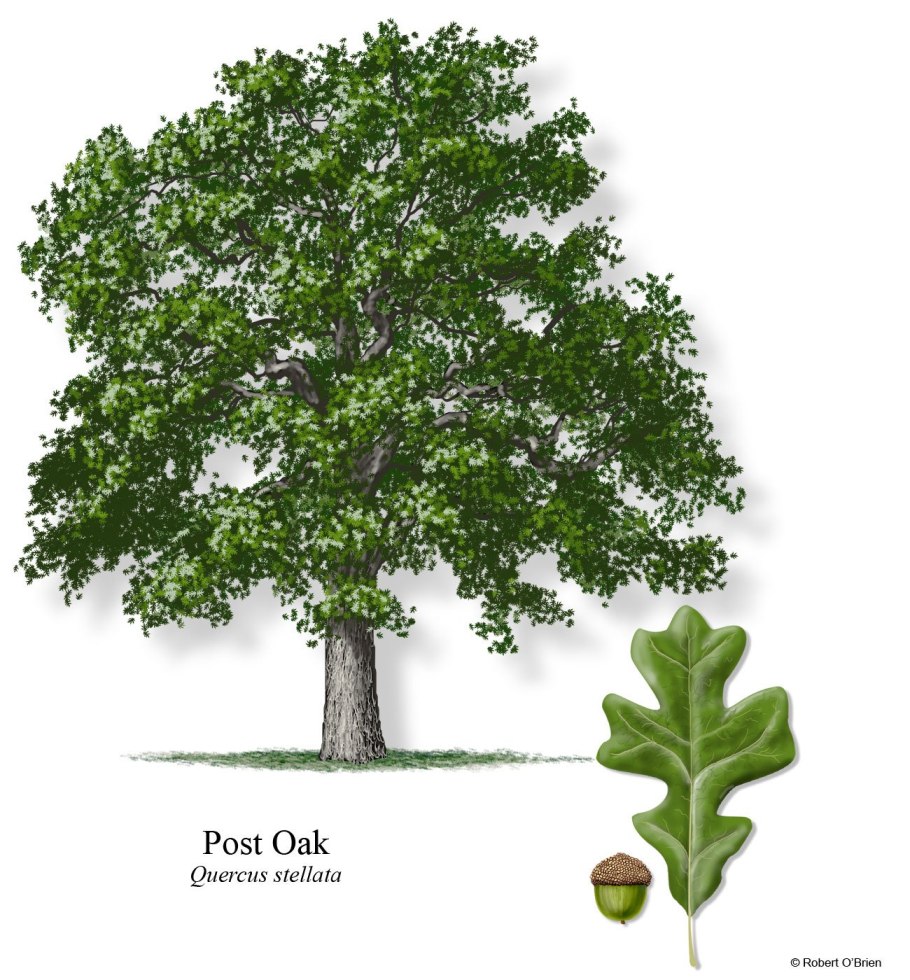 Дерево дуб для детей