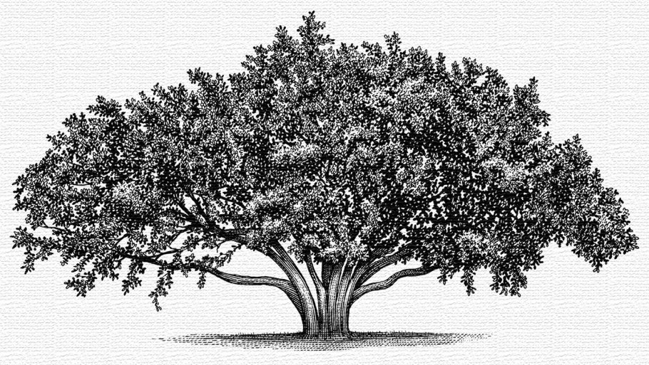 Дуб черешчатый (обыкновенный)