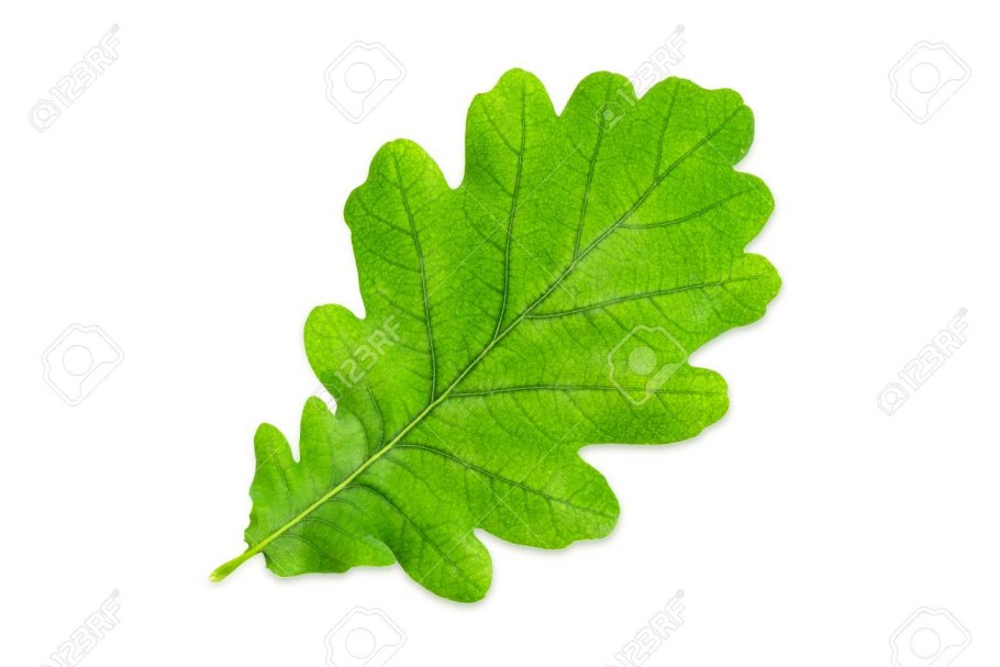 Дуб черешчатый желуди