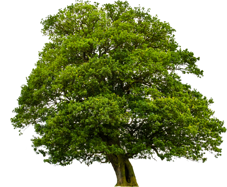 Дуб на прозрачном фоне