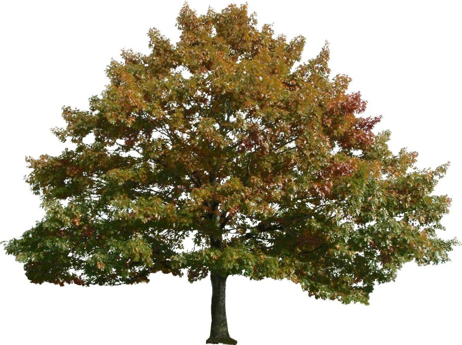 Дерево мультяшное