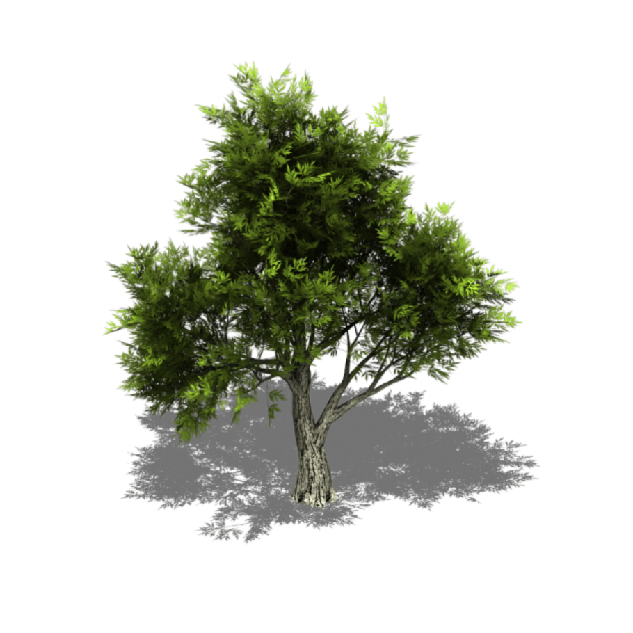 Дуб черешчатый Ботаническая иллюстрация