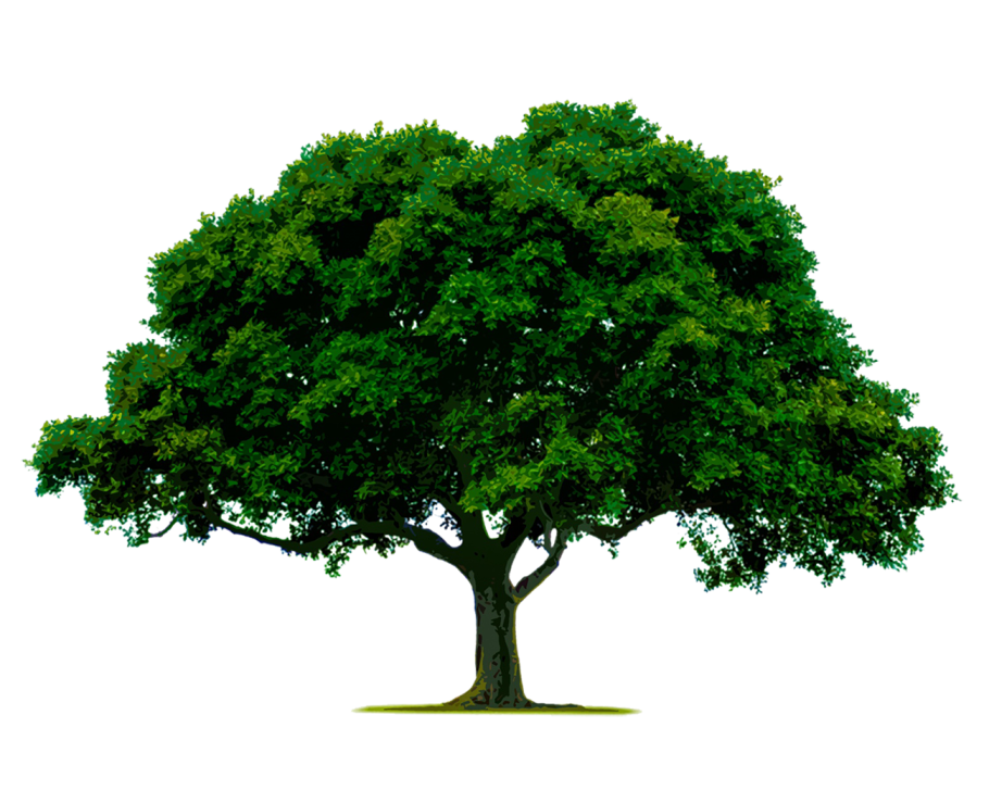 Дерево на белом фоне