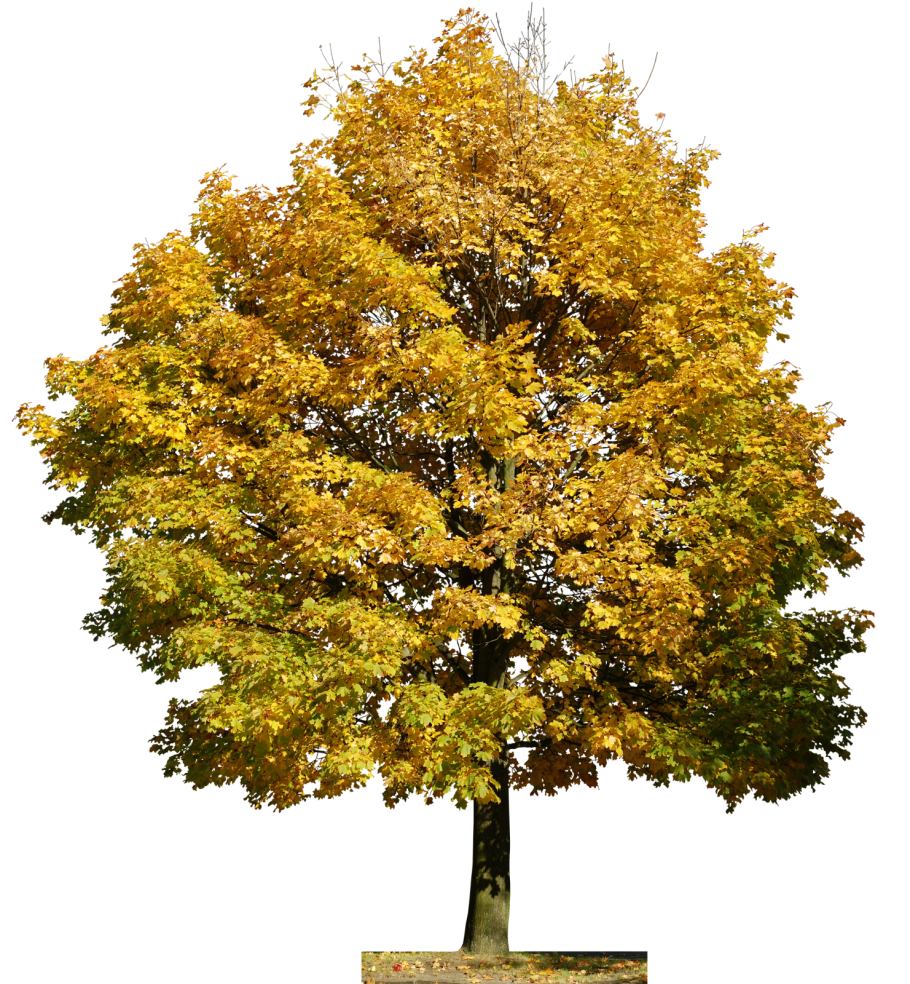 Осеннее дерево