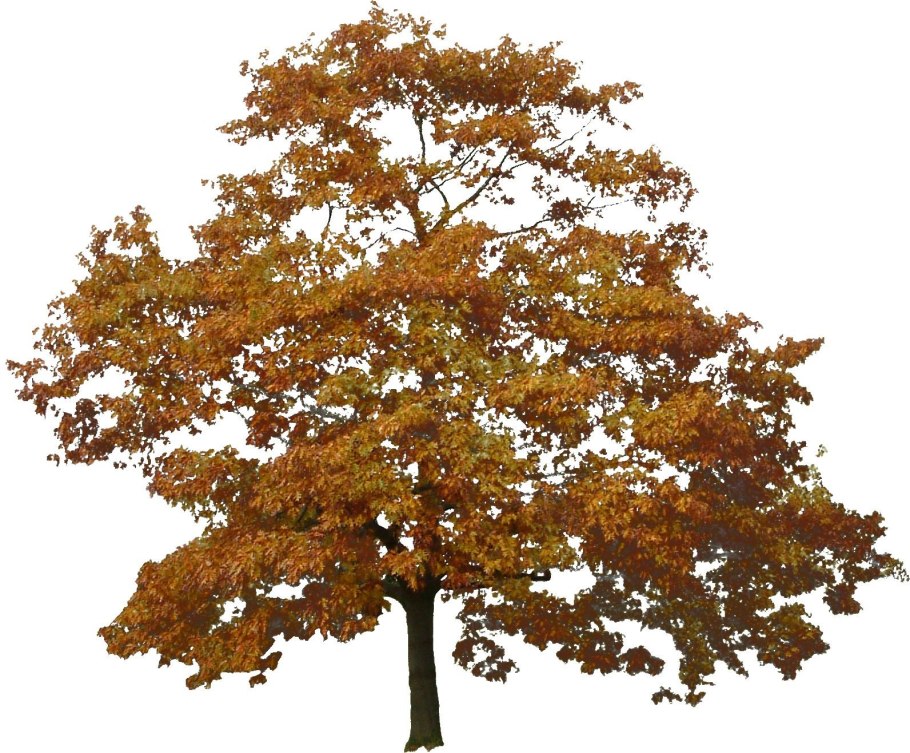 Дуб пильчатый (Quercus serrata)
