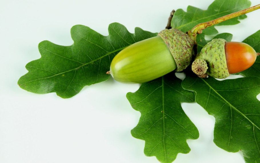 Дуб на белом фоне