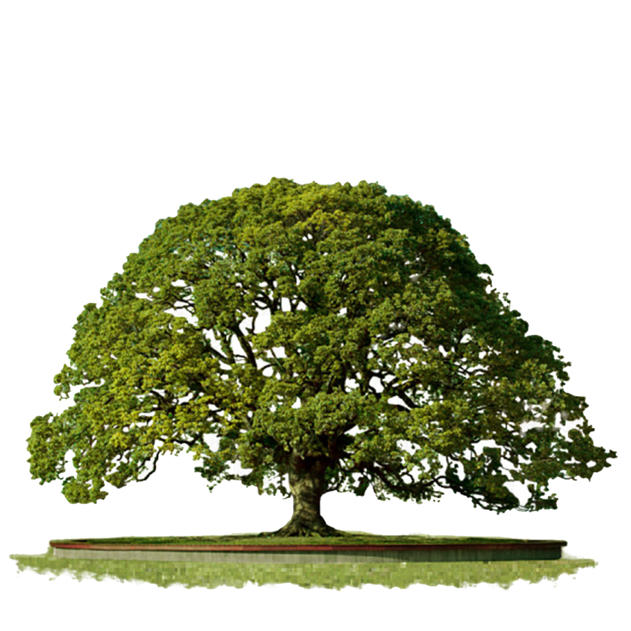 Крона дерева сверху