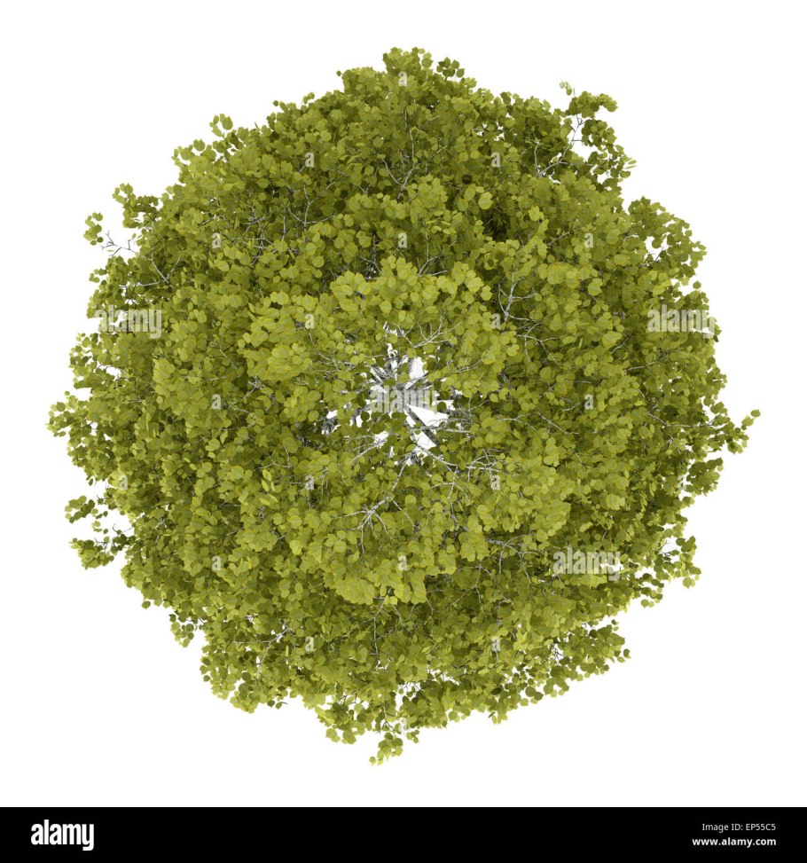 Дуб черешчатый